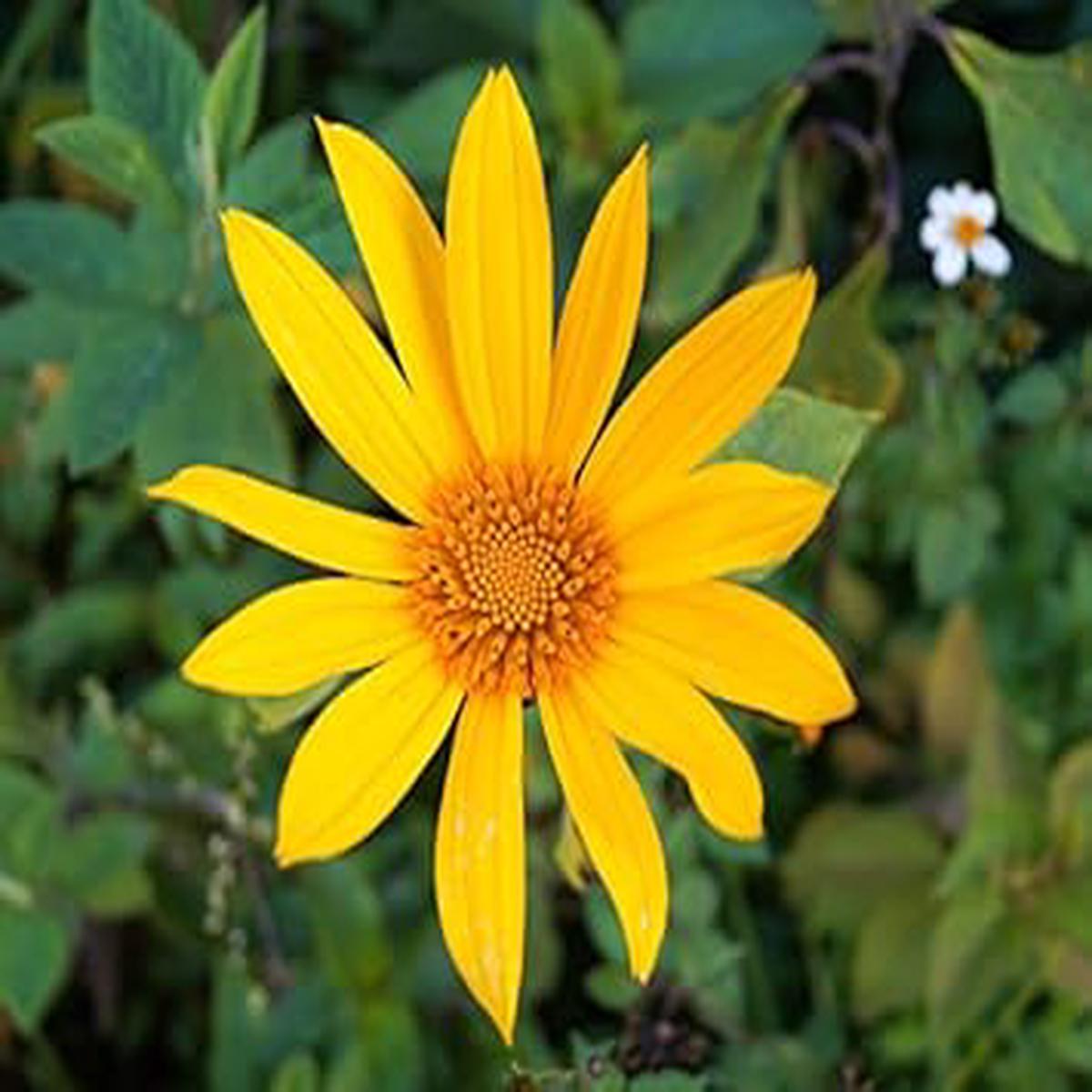 Yellow Diversifolia Flower Seeds for Planting