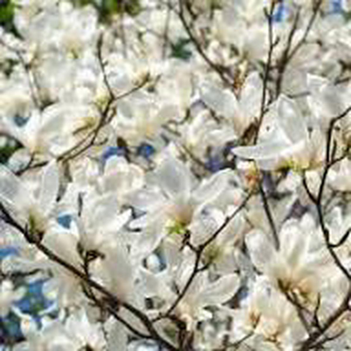 Yulan White Flower Seeds for Planting Heirloom Non-GMO High Germination Organic Garden Seeds