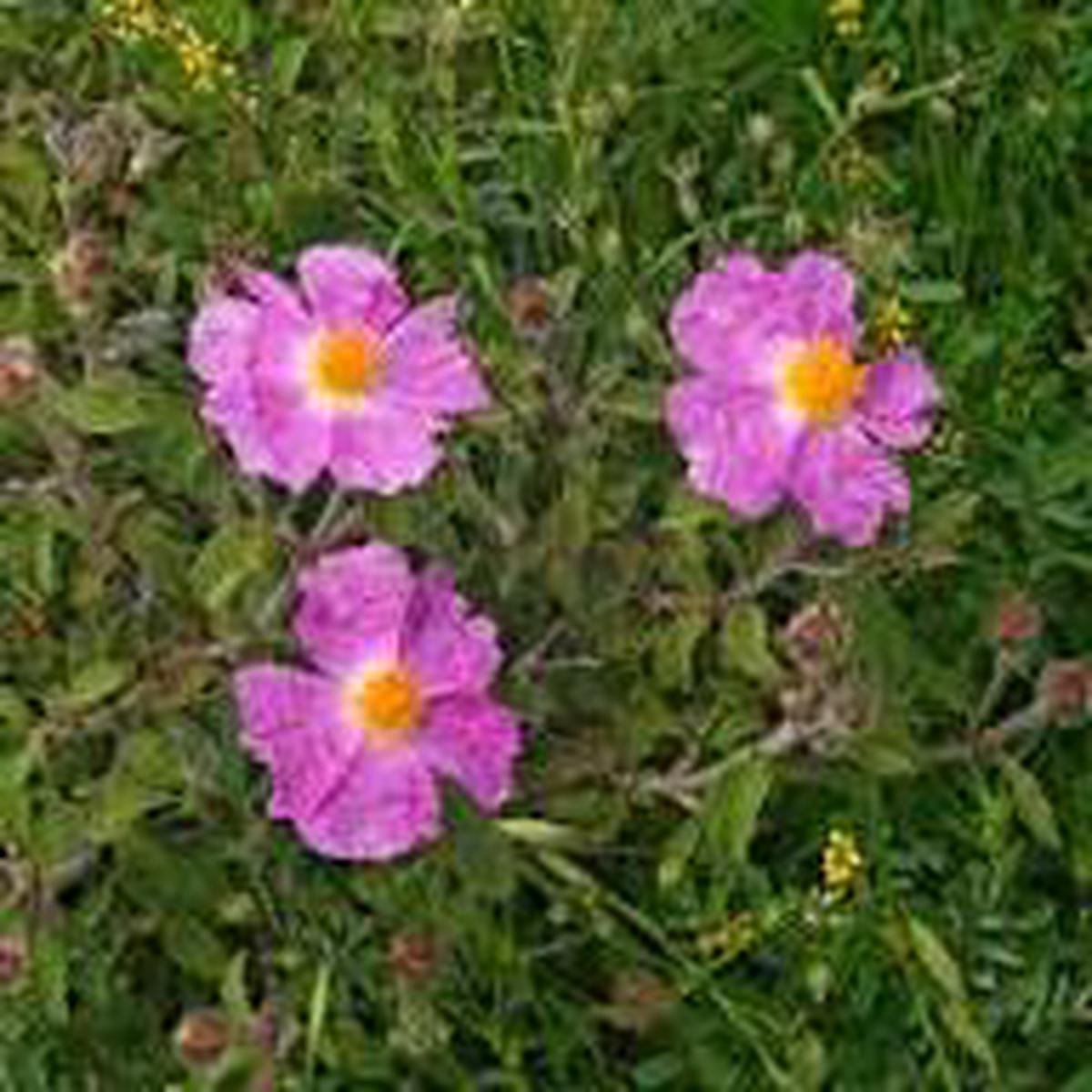Zistrose Flower Seeds for Planting Heirloom Non-GMO High Germination Organic Garden Seeds
