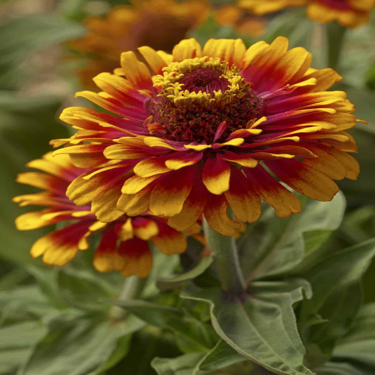 Zowie Flower Seeds for Planting Heirloom Non-GMO Seeds, High Germination Organic Garden Seeds