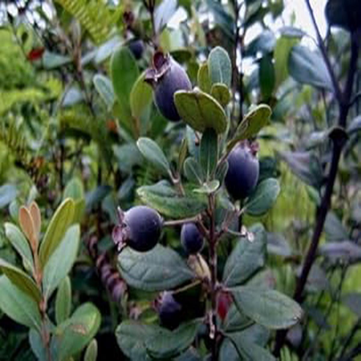 Black Myrtle fruit seeds for planting - Heirloom & Non-GMO Garden seeds
