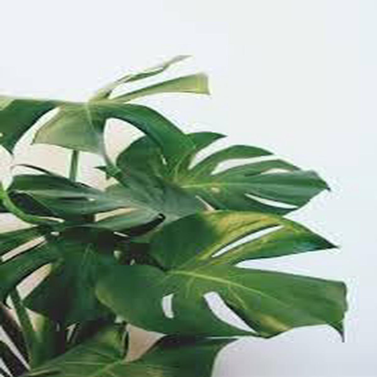 Boho Plant Seeds for Planting  Heirloom Non-GMO, High Germination Organic Houseplant Seeds