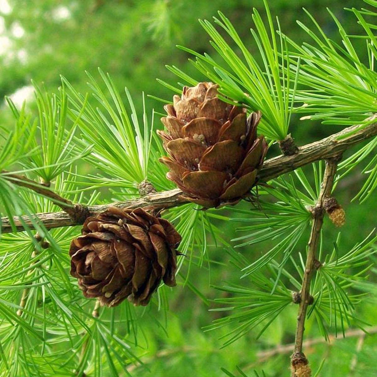 Brown Larix Decidua Herb Seeds Heirloom, Non-GMO Garden Essential Seeds for Planting
