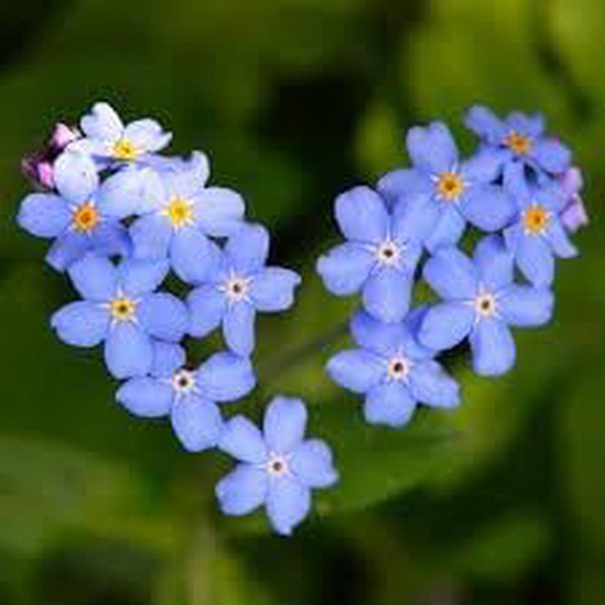 Bulk Forget-Me-Not Flower Seeds for Planting Heirloom, Non-GMO, High Germination Organic Garden Seeds