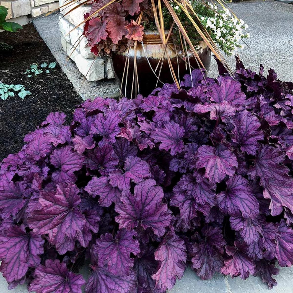 Deep Purple Heuchera Seeds for Planting Heirloom, Non-GMO, Colorful Display, High Germination