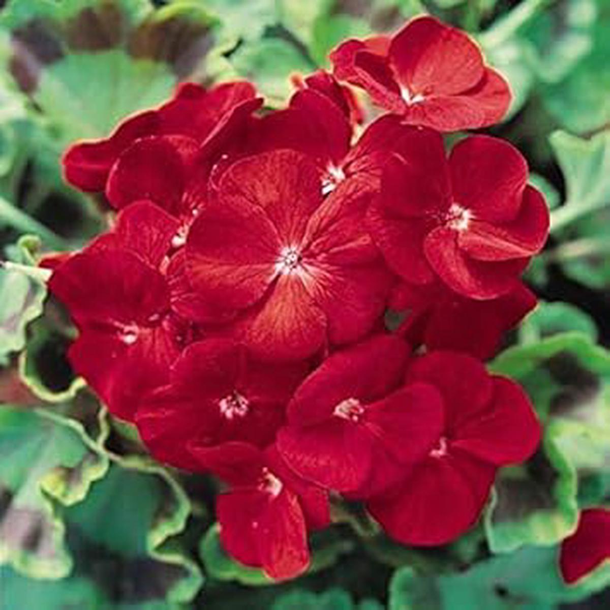 Deep Red Geranium Flower seeds for Planting Bright Blooms, Heirloom & GMO Free Seeds, High Germination