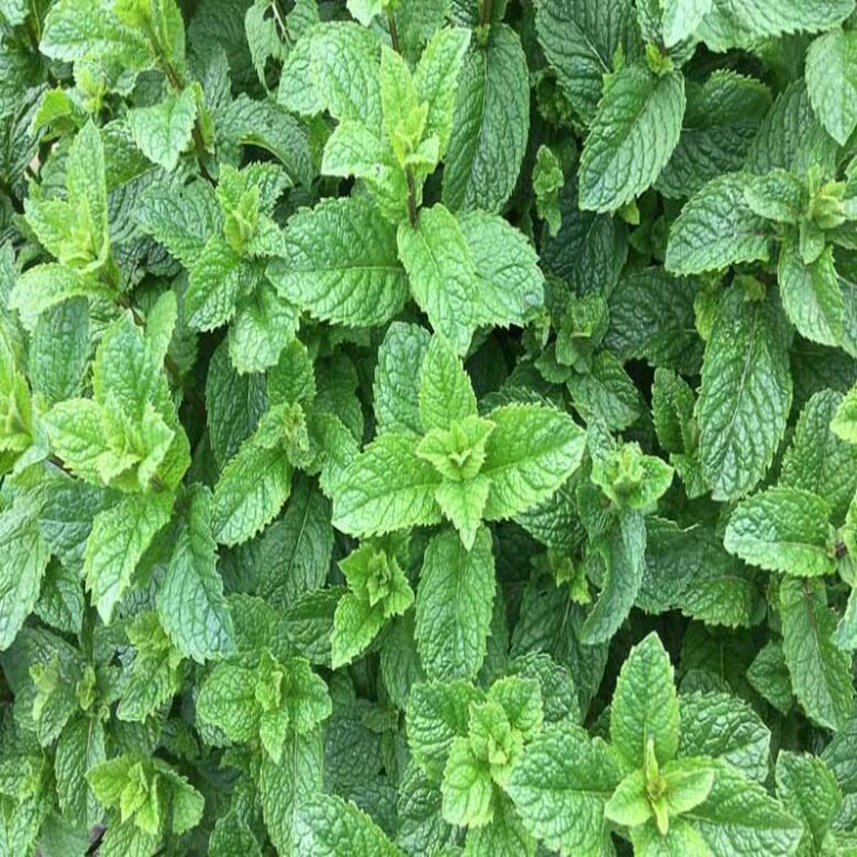 Green Mentha Arvensis Mint Herb Seeds Heirloom, Non-GMO, High Germination Seeds