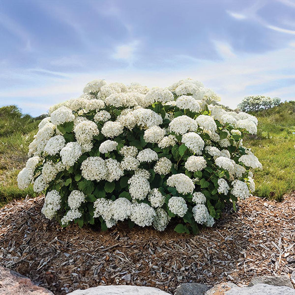 Heirloom Hydrangea Flower Seeds for Planting  Low Maintenance, Heirloom & Non-GMO Home Garden Seeds