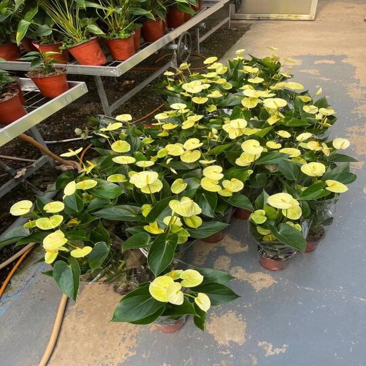 Light Yellow Anthurium Linden Flower Seeds for Planting Heirloom, Non-GMO, High Germination Seeds