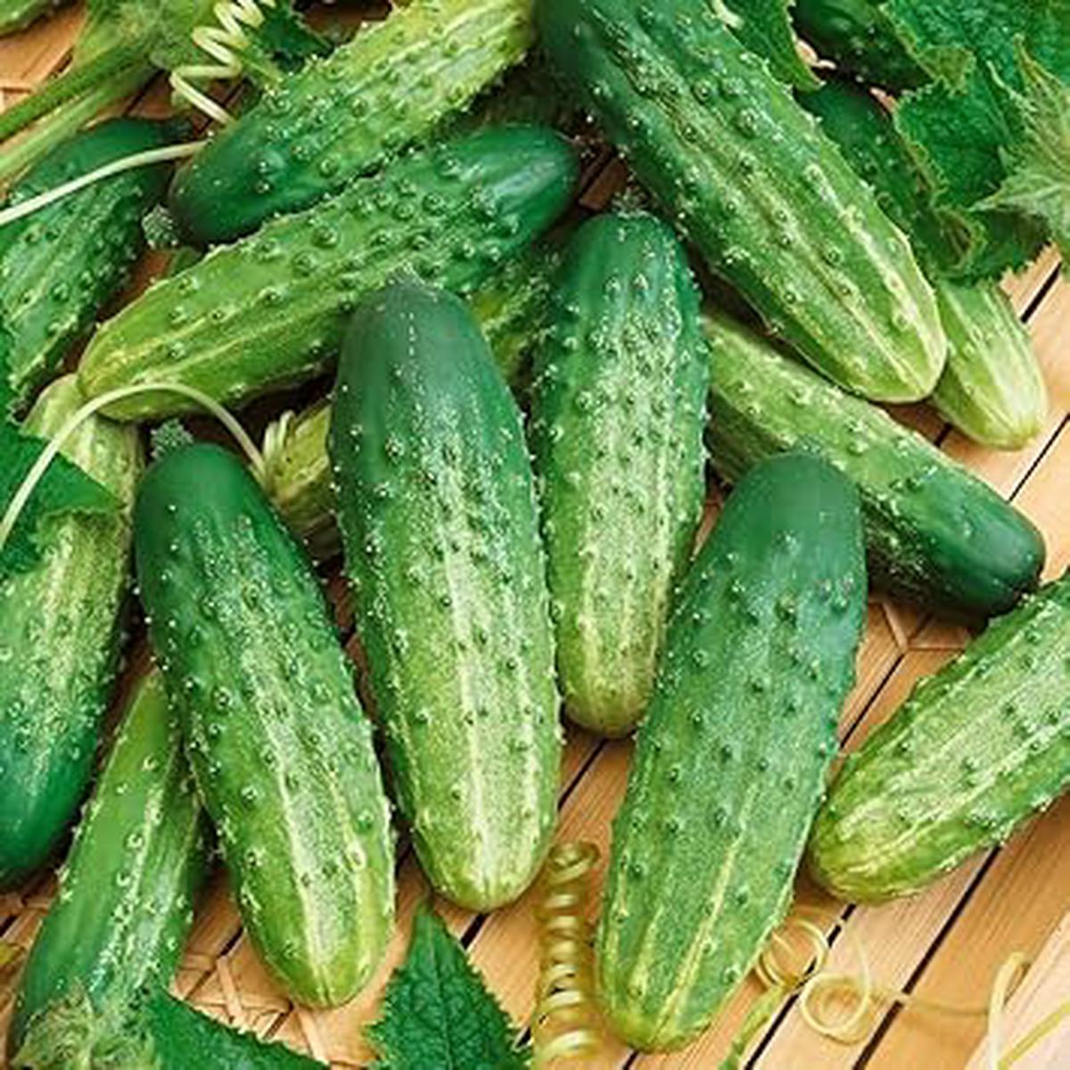 Octopus Vegetable Seeds for Planting Heirloom Non-GMO Exotic Garden Seeds Unique Organic Seeds, High Germination
