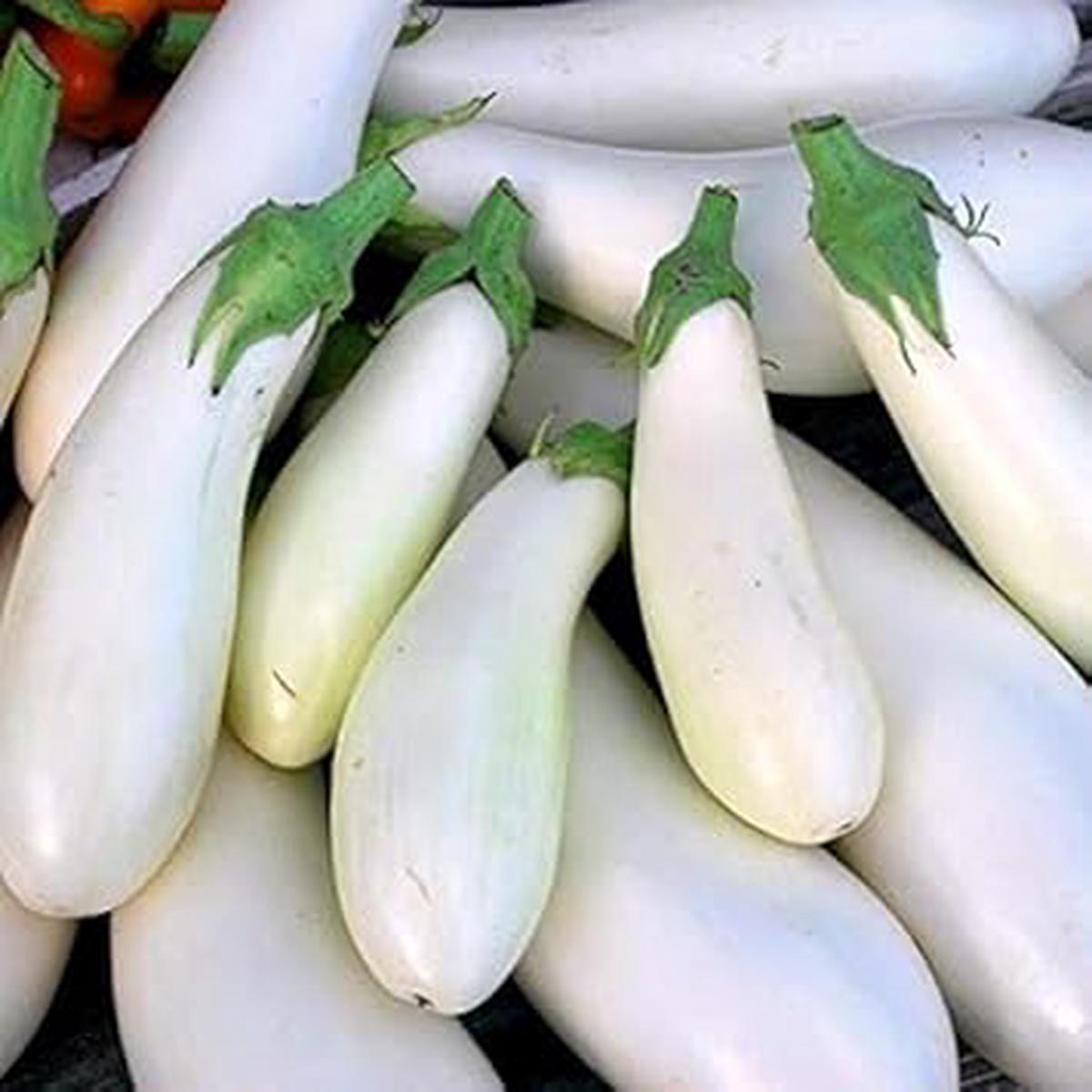 White Eggplant fruit seeds for planting - Heirloom & Non-GMO Garden seeds