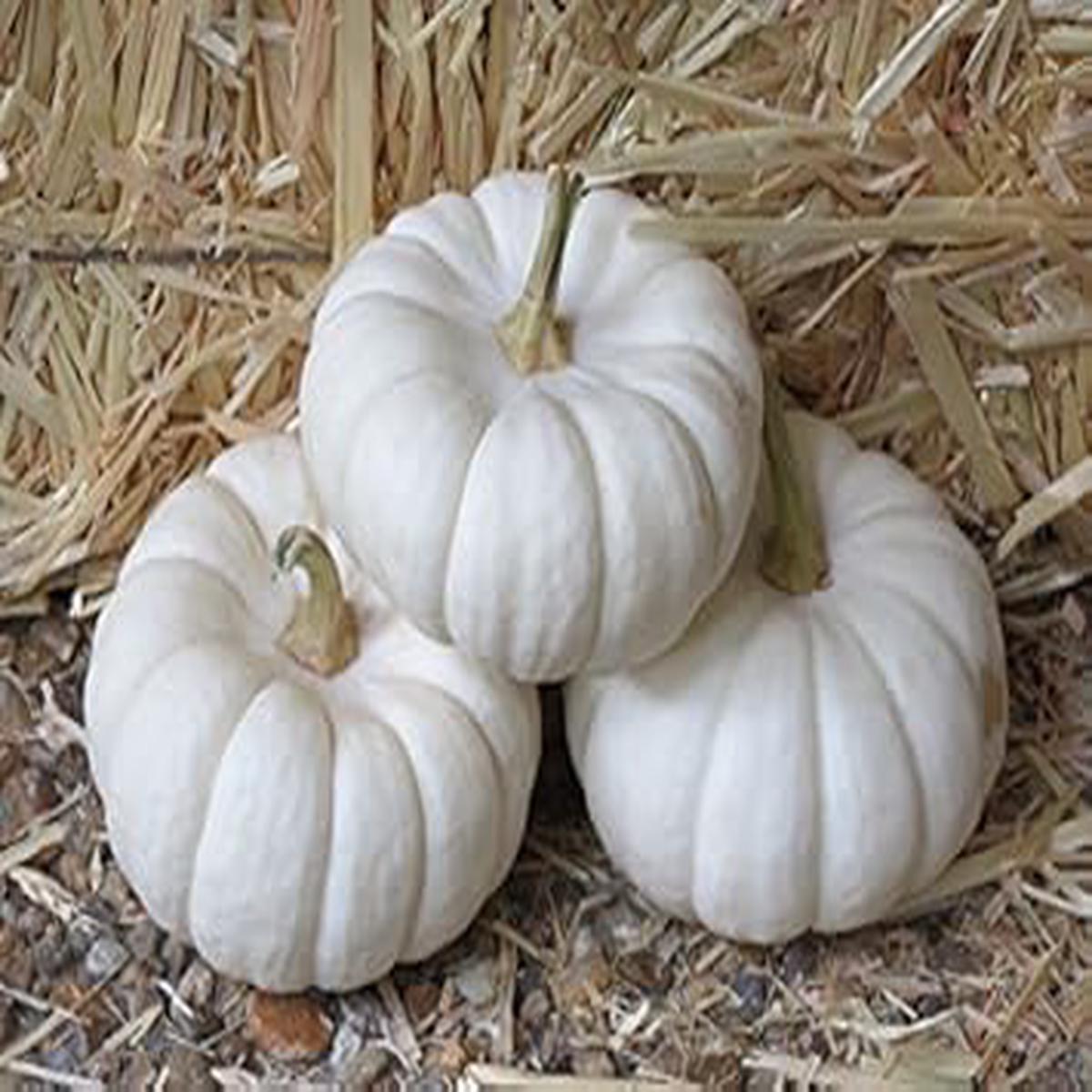White Pumpkin Seeds for Planting Heirloom & Non-GMO Seeds, Decorative and Edible Garden Variety