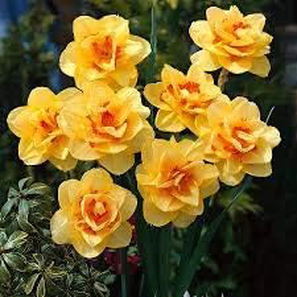 Yellow Red Daffodil Seeds, Heirloom Non-GMO Pollinator-Friendly Flowers for Garden Planting