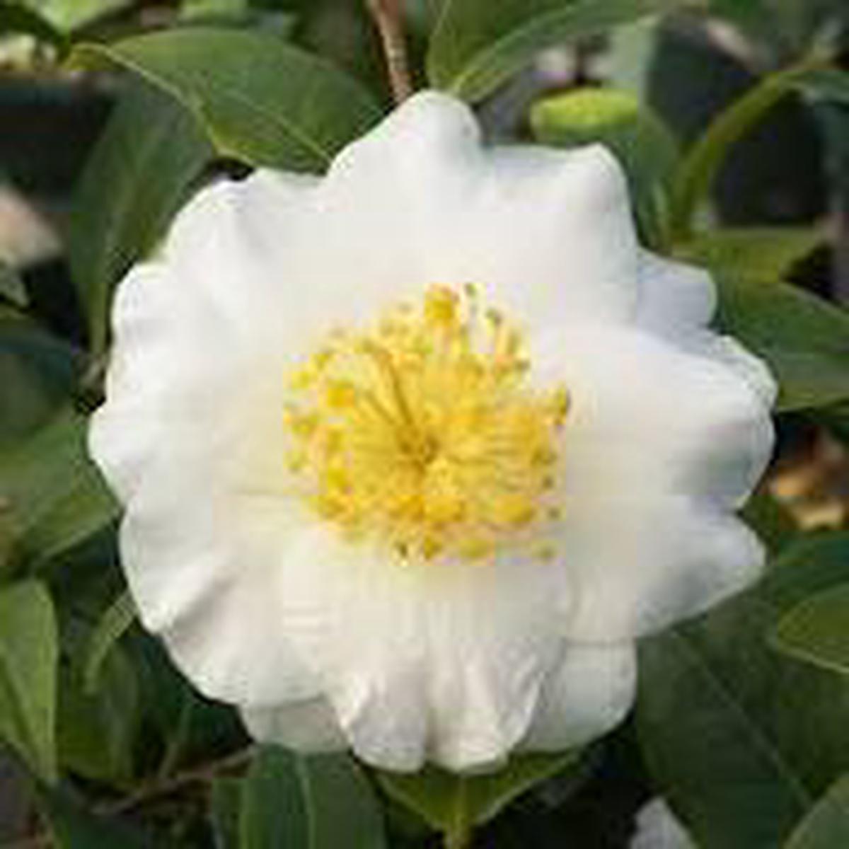 Yellow White Camellia Flower Seeds for Planting Borders, Heirloom, Non-GMO, High Germination Organic Seeds