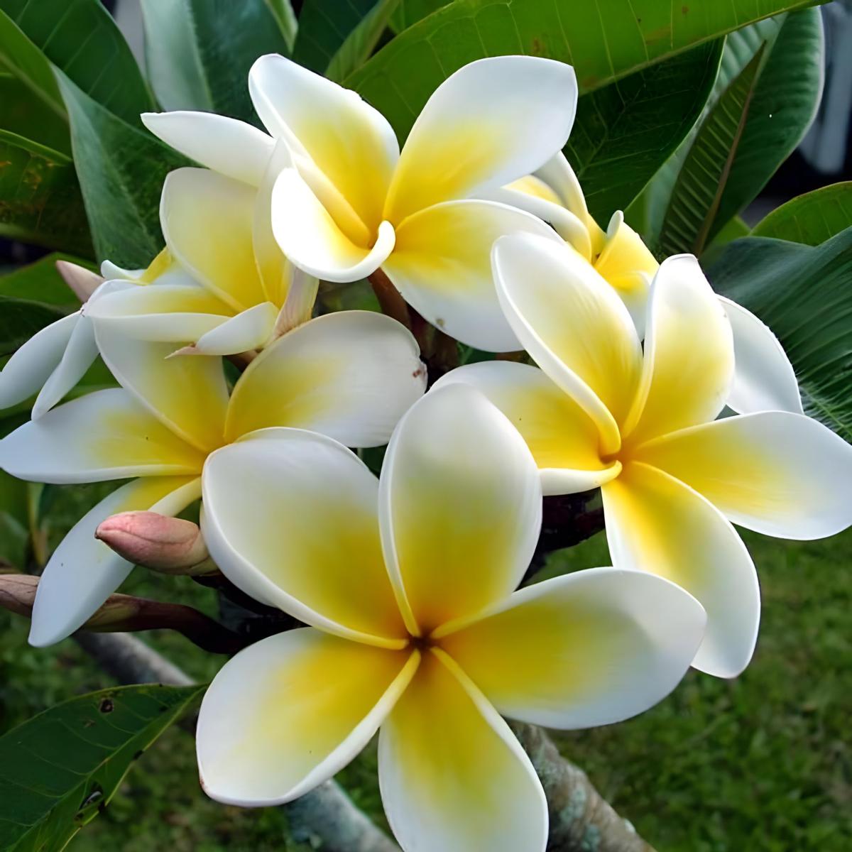 Yellow White Frangipani Flower Seeds for Planting Heirloom, Non-GMO, Premium Quality Organic Garden Seeds