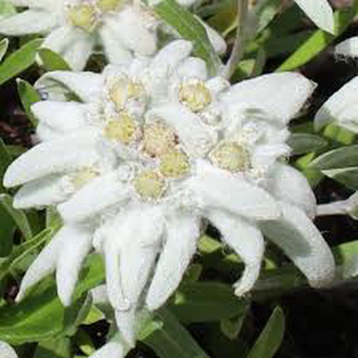 Alpinum Flower Seeds for Planting - Heirloom, Non-GMO, Bright Bloom Organic Garden Seeds with High Germination