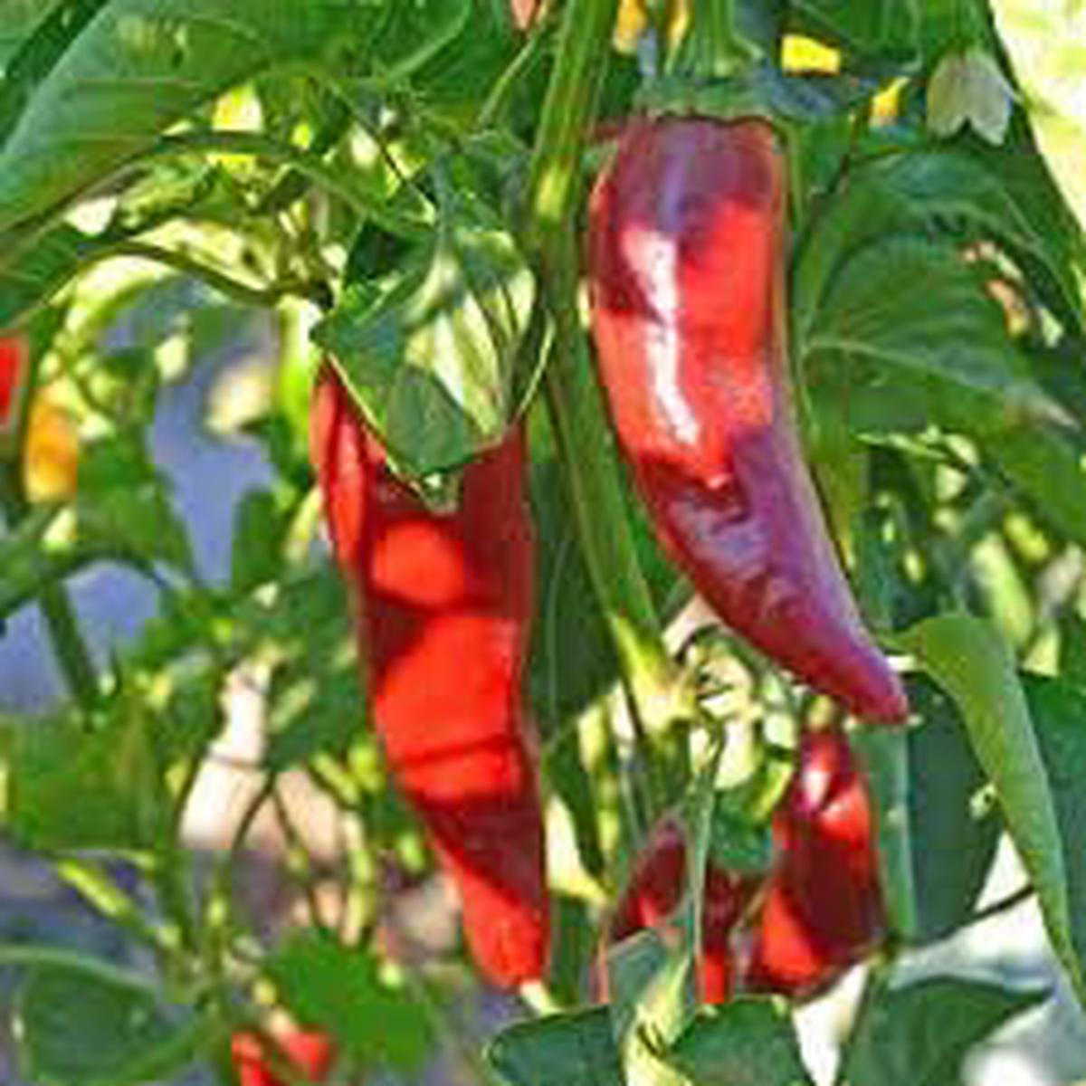Basque Vegetable Seeds for Planting Heirloom, Non-GMO, High Germination Organic Garden Seeds