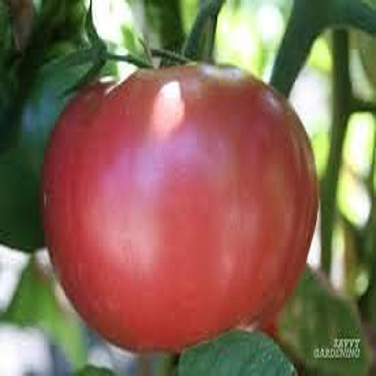 Big Tomato Seeds for Planting Dark Red  Heirloom, Non-GMO, Bold Flavor  Organic Garden Seeds