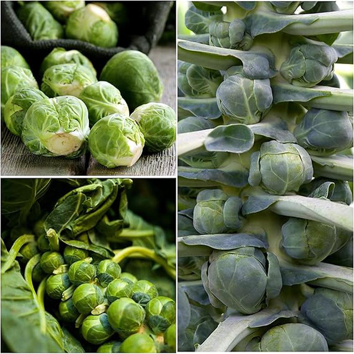 Brussels Sprouts Long Island Seeds Heirloom, High Yield, Cold-Resistant