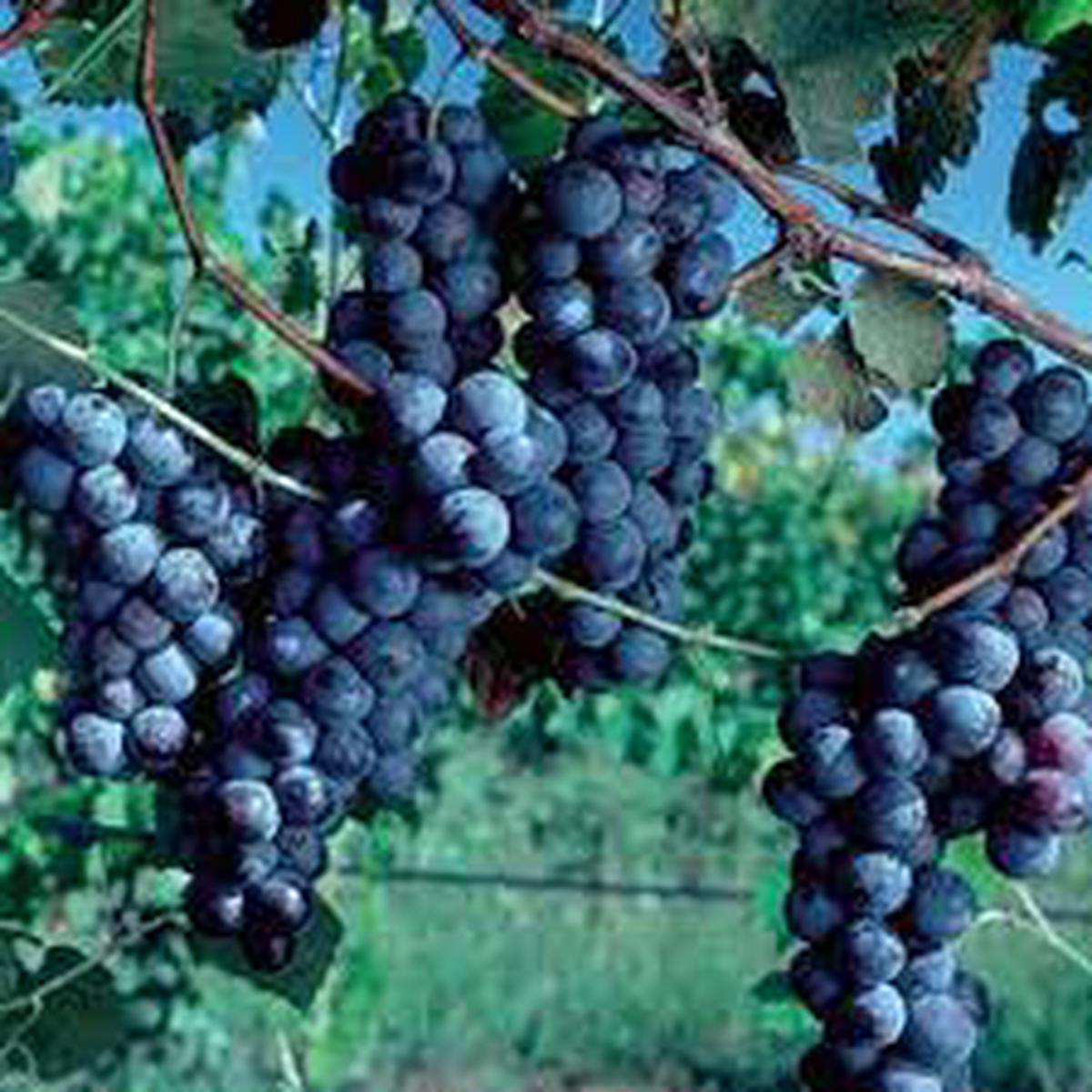 Concord Seedless Grape fruit seeds for planting - Heirloom & Non-GMO Garden seeds, ideal for vineyards