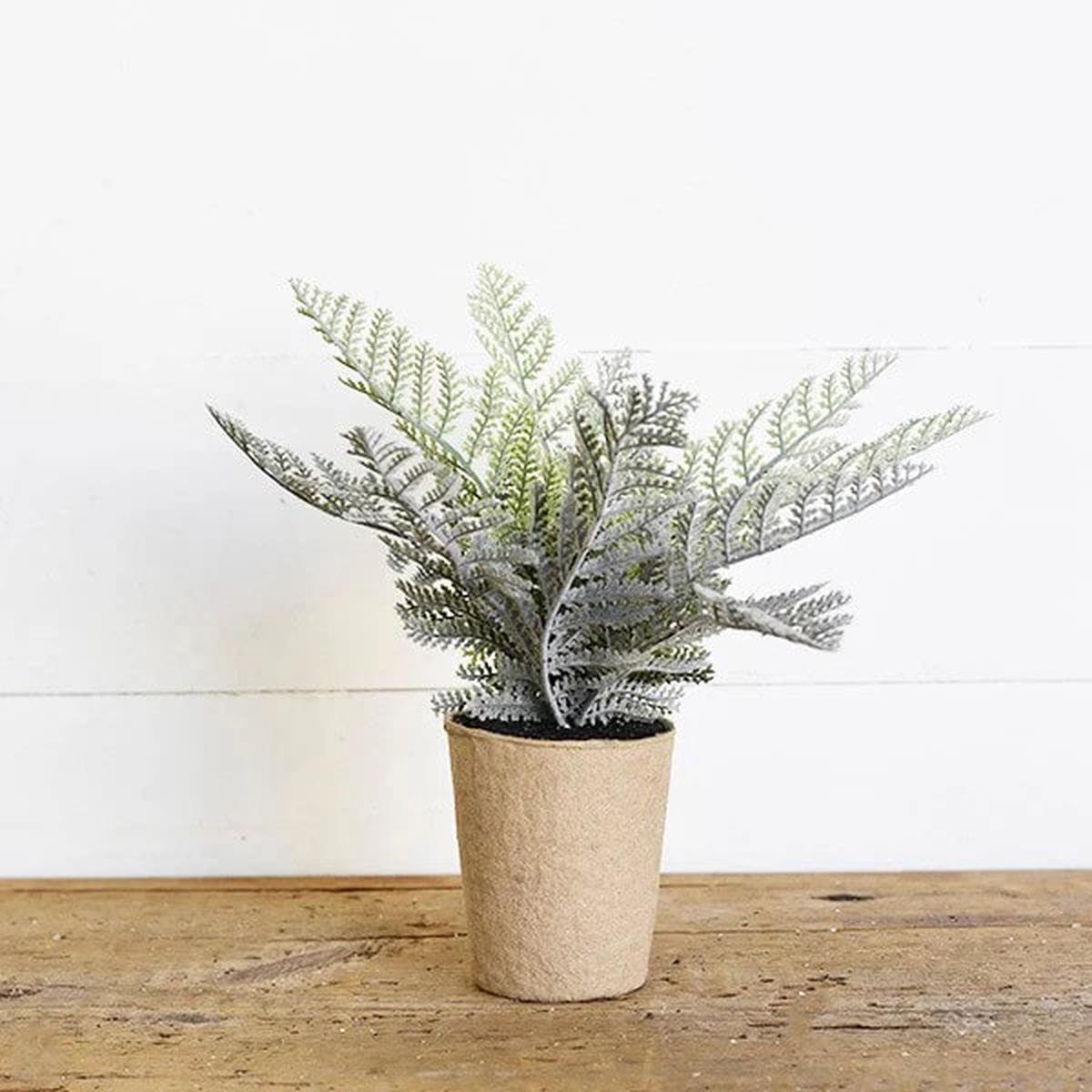 Fern Grey Seeds for Planting Heirloom, Non-GMO, High Germination, Cottage Garden Essential