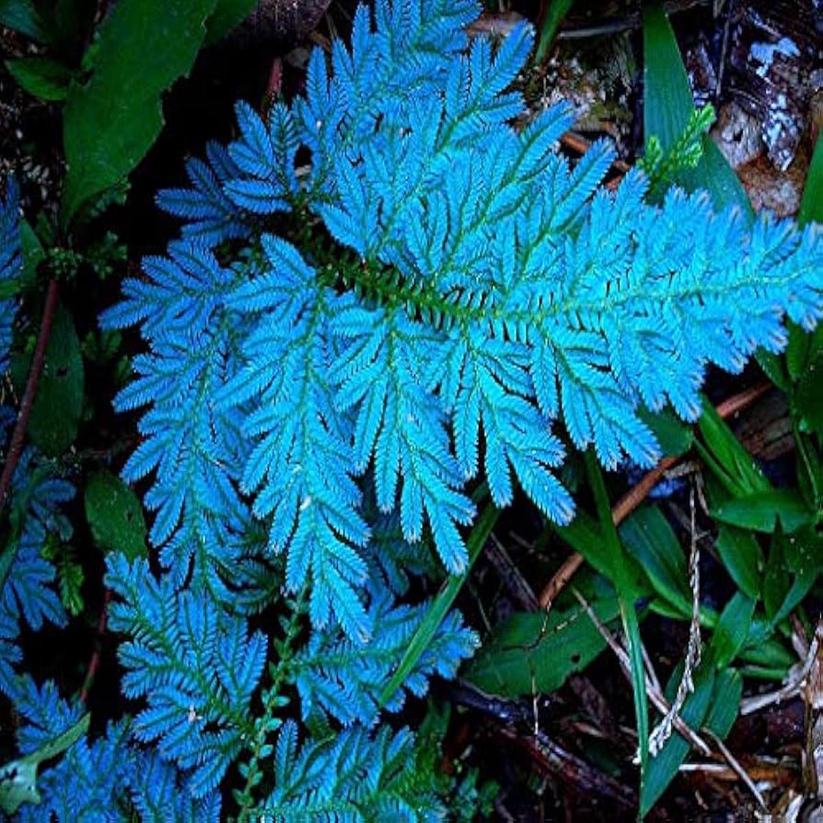 Fern Sky Blue Seeds for Planting Heirloom, Non-GMO, High Germination, Drought Tolerant