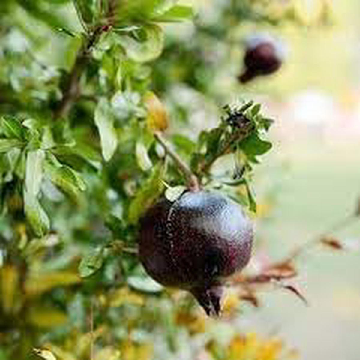 Goji Berry fruit seeds for planting - Heirloom & Non-GMO Garden seeds