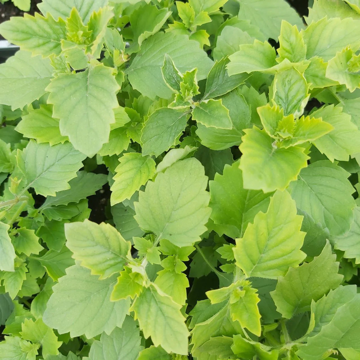 Green Calamintha Herb Seeds for Planting  Heirloom, Non-GMO, Organic Garden Seeds with High Germination