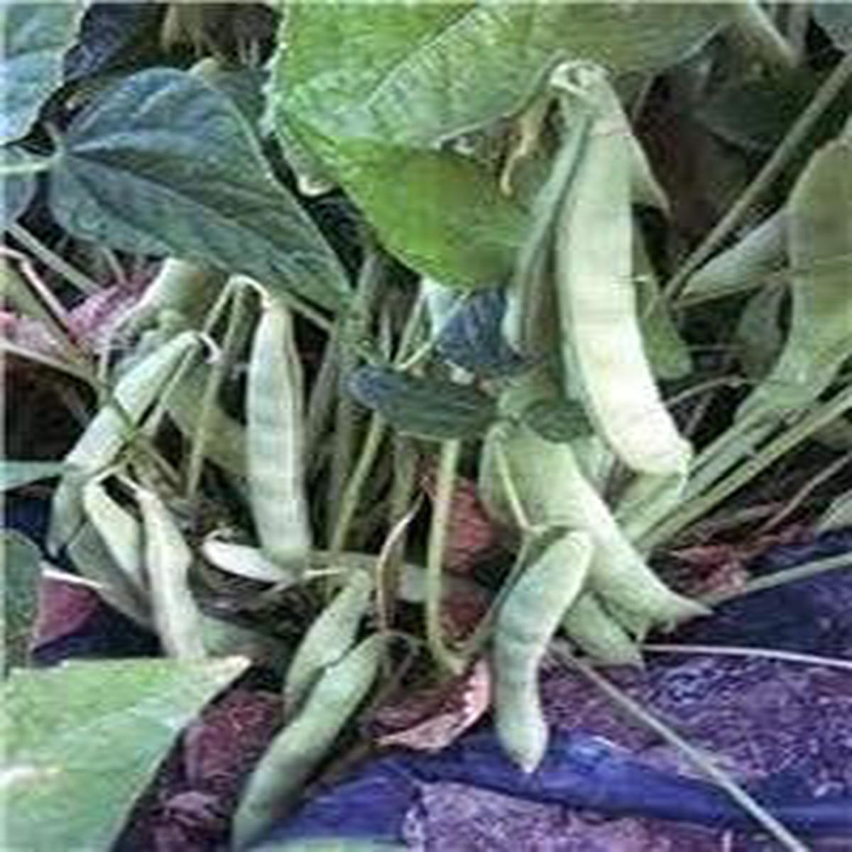 Green Pole Bean flower seeds for planting - Heirloom & Non-GMO Garden Seeds