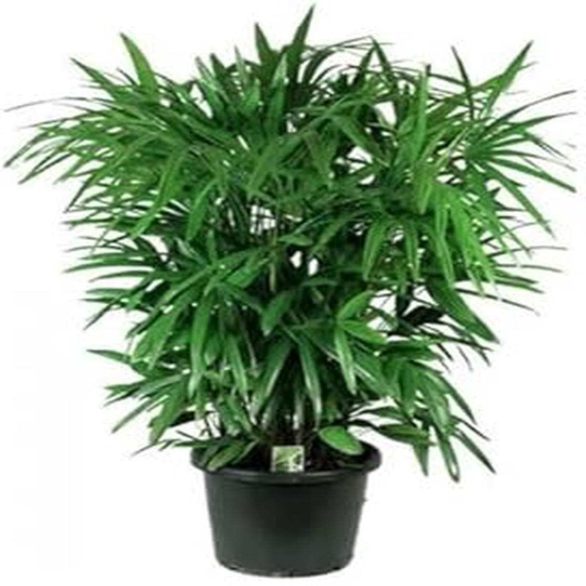 Green Rhapis Palm Herb Seeds for Planting Heirloom, Non-GMO, Organic Garden Seeds with High Germination