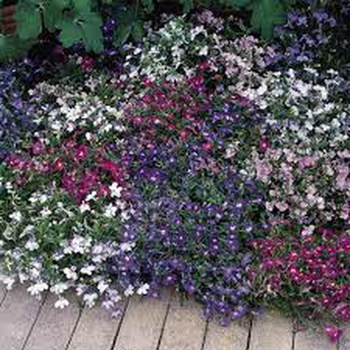 Lobelia erinus Flower Seeds for Planting Heirloom & Non-GMO Trailing Blooms for Hanging Baskets, Borders & Containers