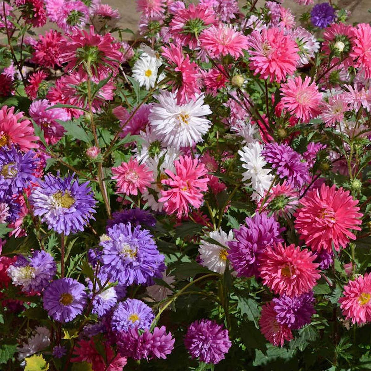 Mixed Chinese Aster Flower Seeds for Planting Heirloom, Non-GMO, Drought-Tolerant, High Germination