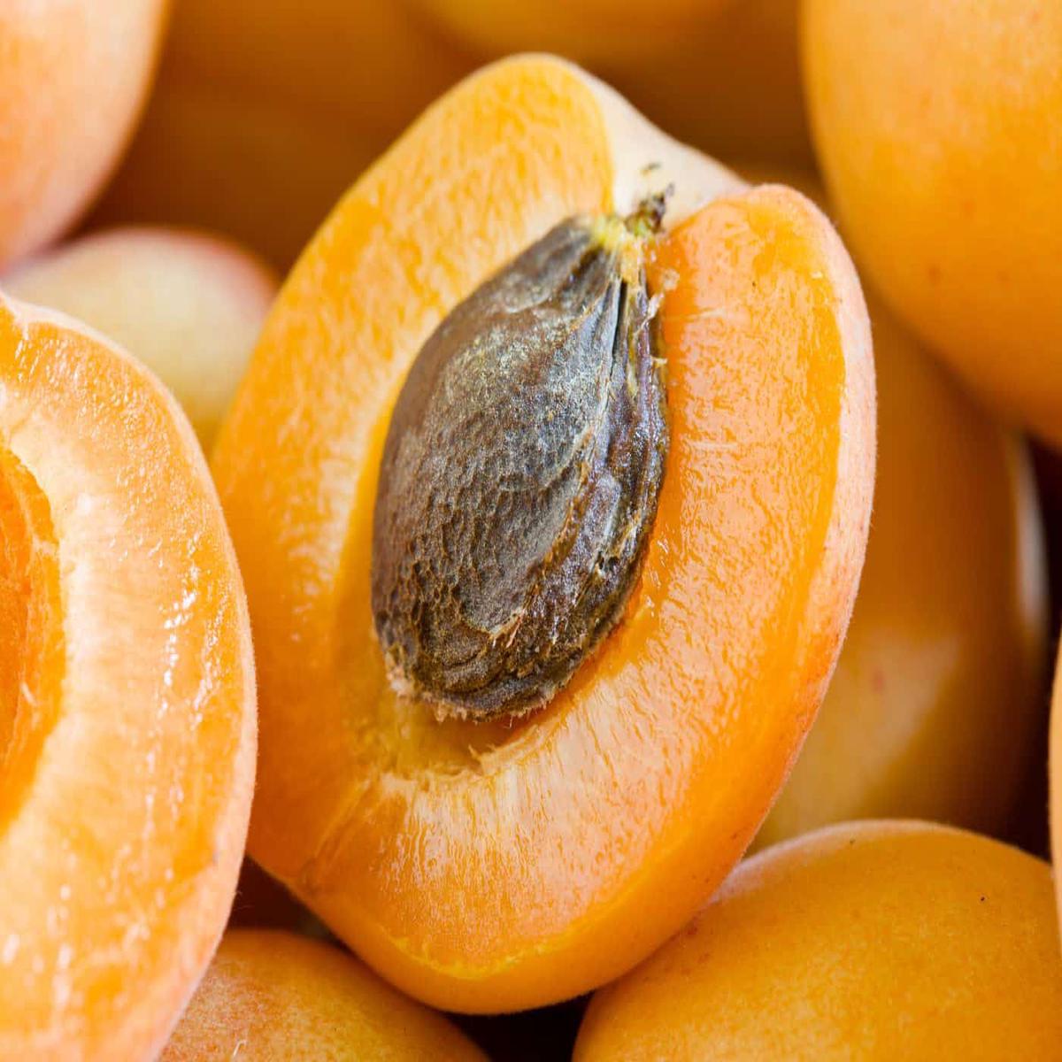 Moorpark Apricot Seeds Heirloom Non-GMO Fruit Seeds for Garden Planting