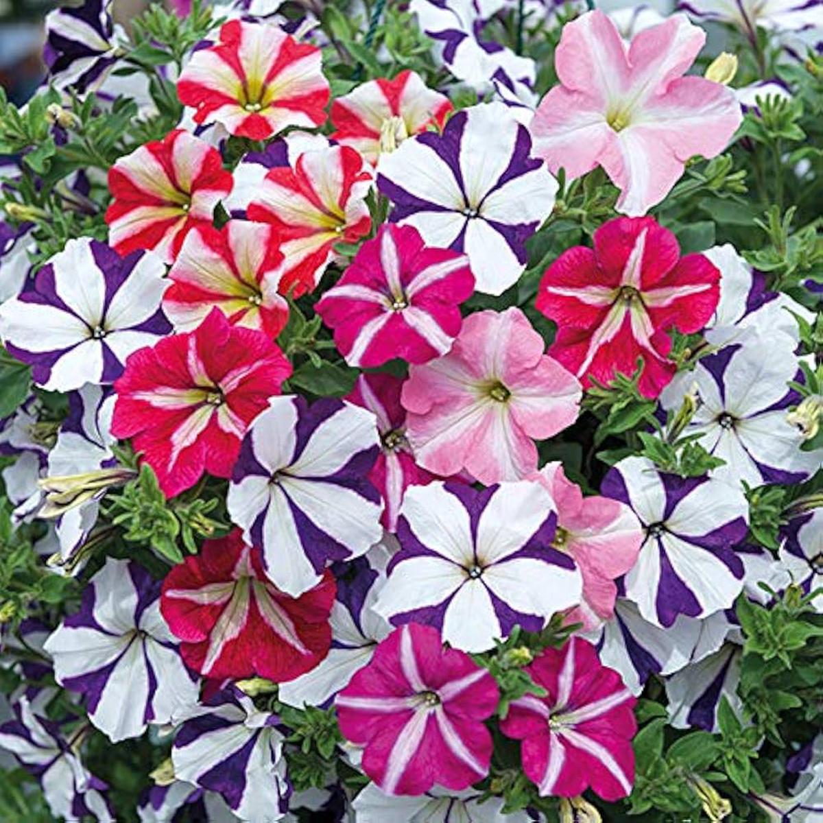 Multi-Colour Starry Petunia Flower Seeds for Planting Heirloom, Non-GMO, Pollinator Friendly