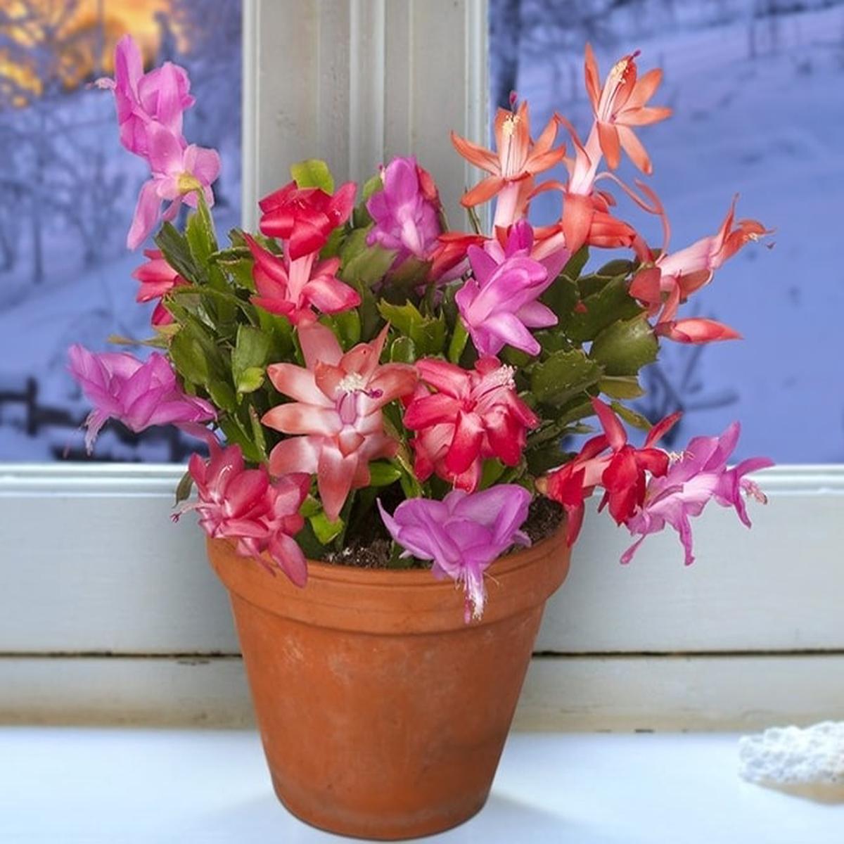 Multicolor Schlumbergera Flower Seeds for Planting Heirloom, Non-GMO, High Germination Garden Seeds