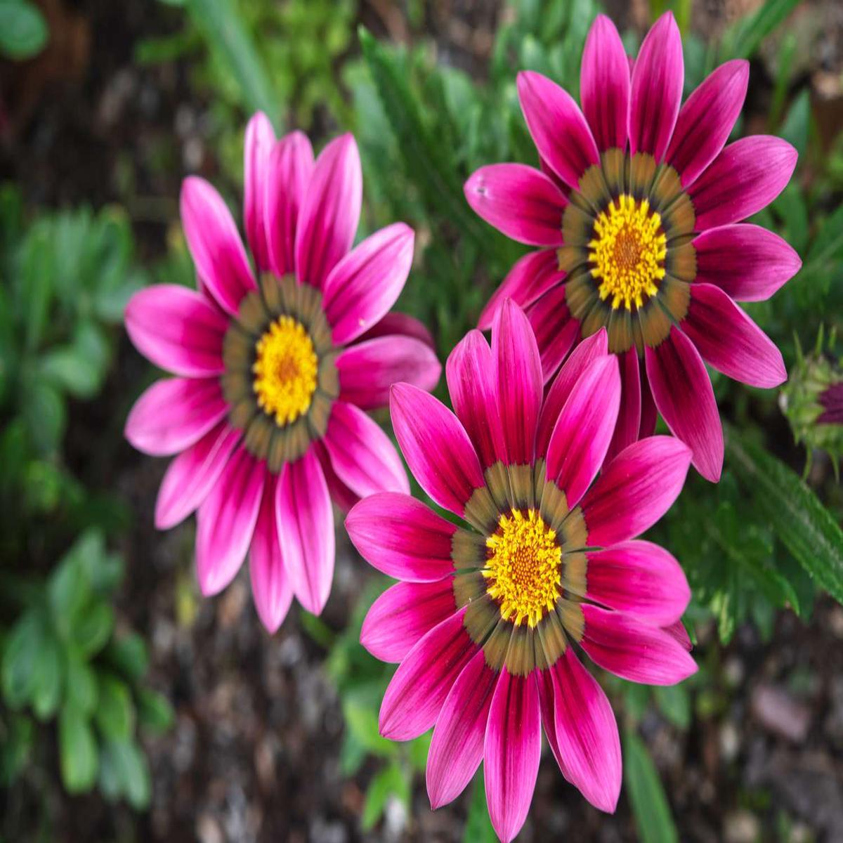Pink Gazania Rigens Flower Seeds for Planting Heirloom Non-GMO, High Germination Organic Garden Seeds