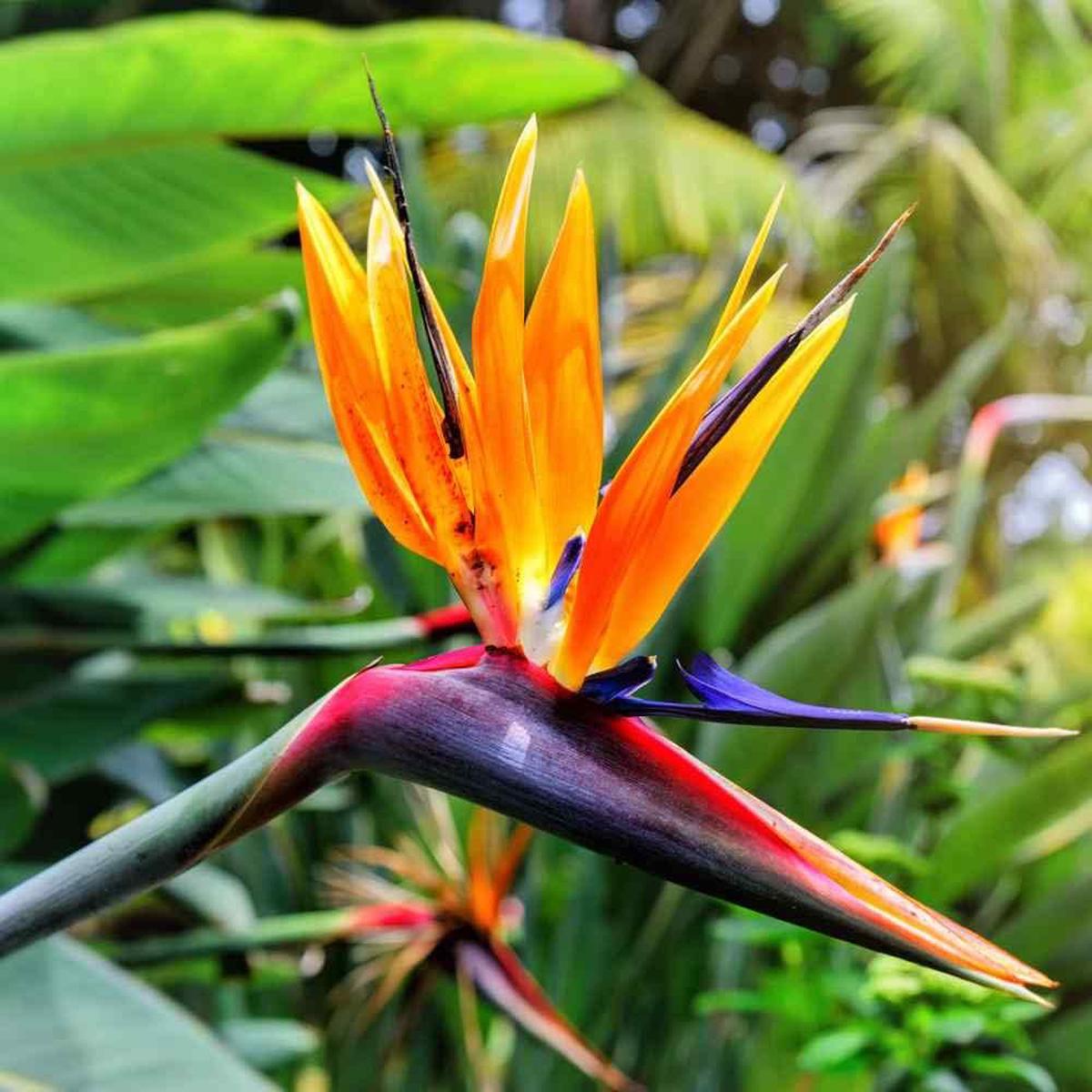 Rainbow Strelitzia Flower Seeds for Planting | Heirloom Non-GMO High Germination