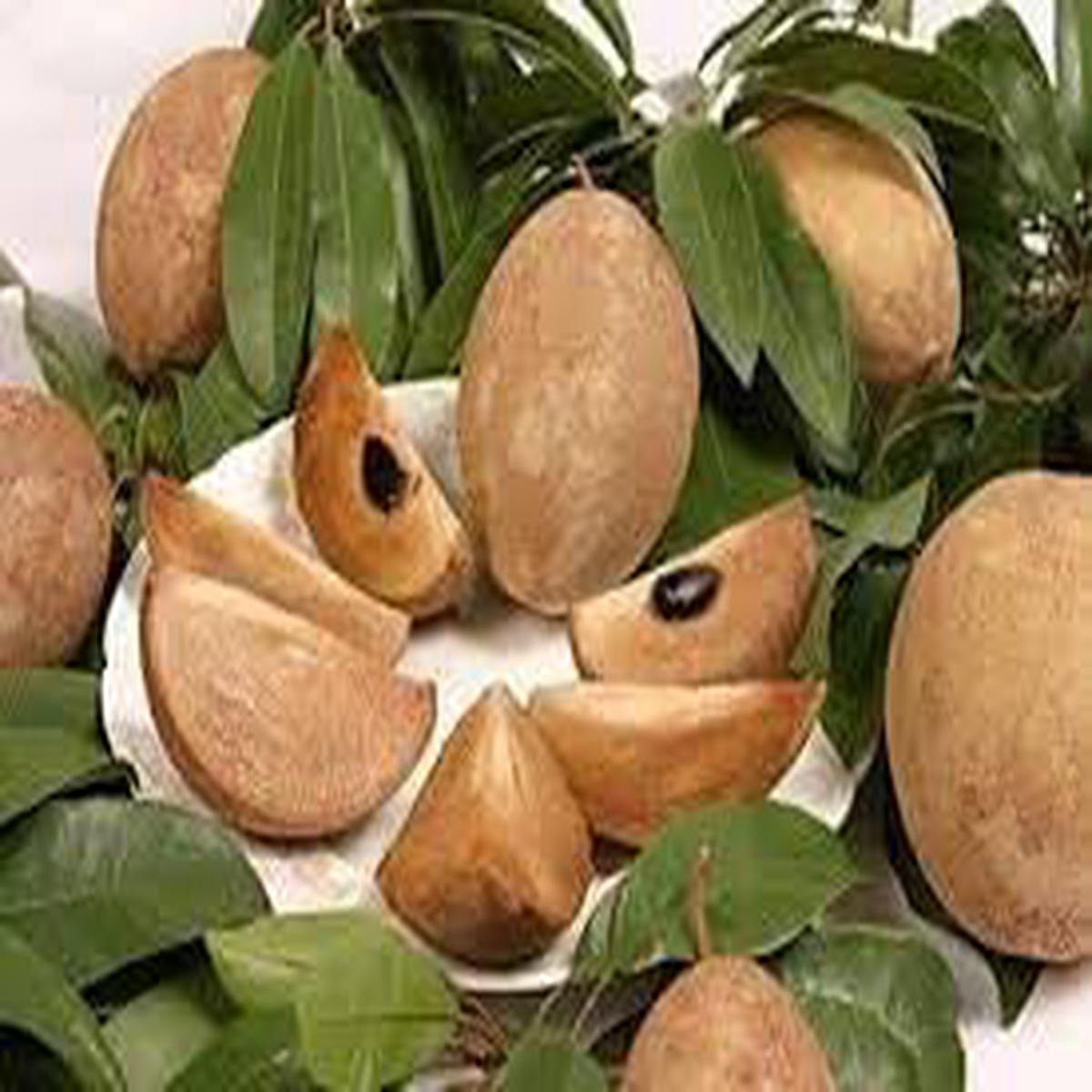 Sapodilla Chikoo Fruit Seeds for Garden Planting | Non-GMO, Tropical Fruit Variety