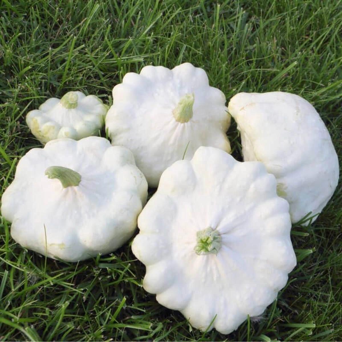 Squash Patisson White Seeds for Planting Heirloom Non-GMO, High Germination Organic Garden Seeds