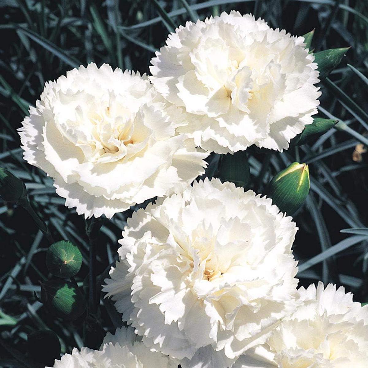 White Carnations Flower Seeds for Planting Heirloom, Non-GMO, High Germination for Home Garden