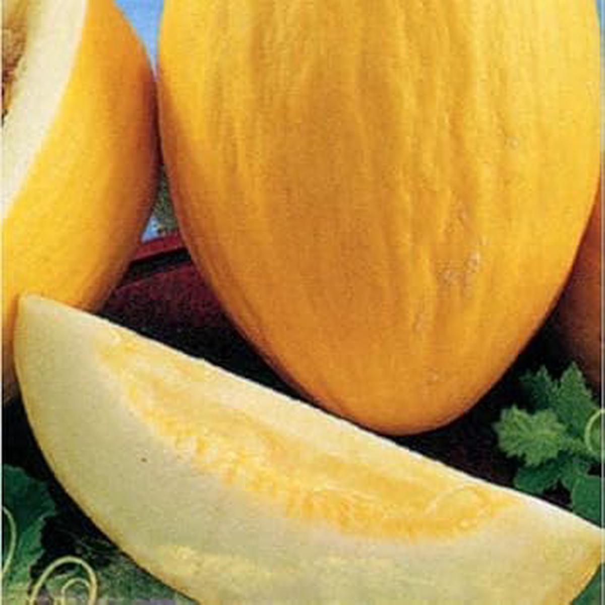 Yellow Melon fruit seeds for planting  Heirloom & Non-GMO sweet backyard garden seeds