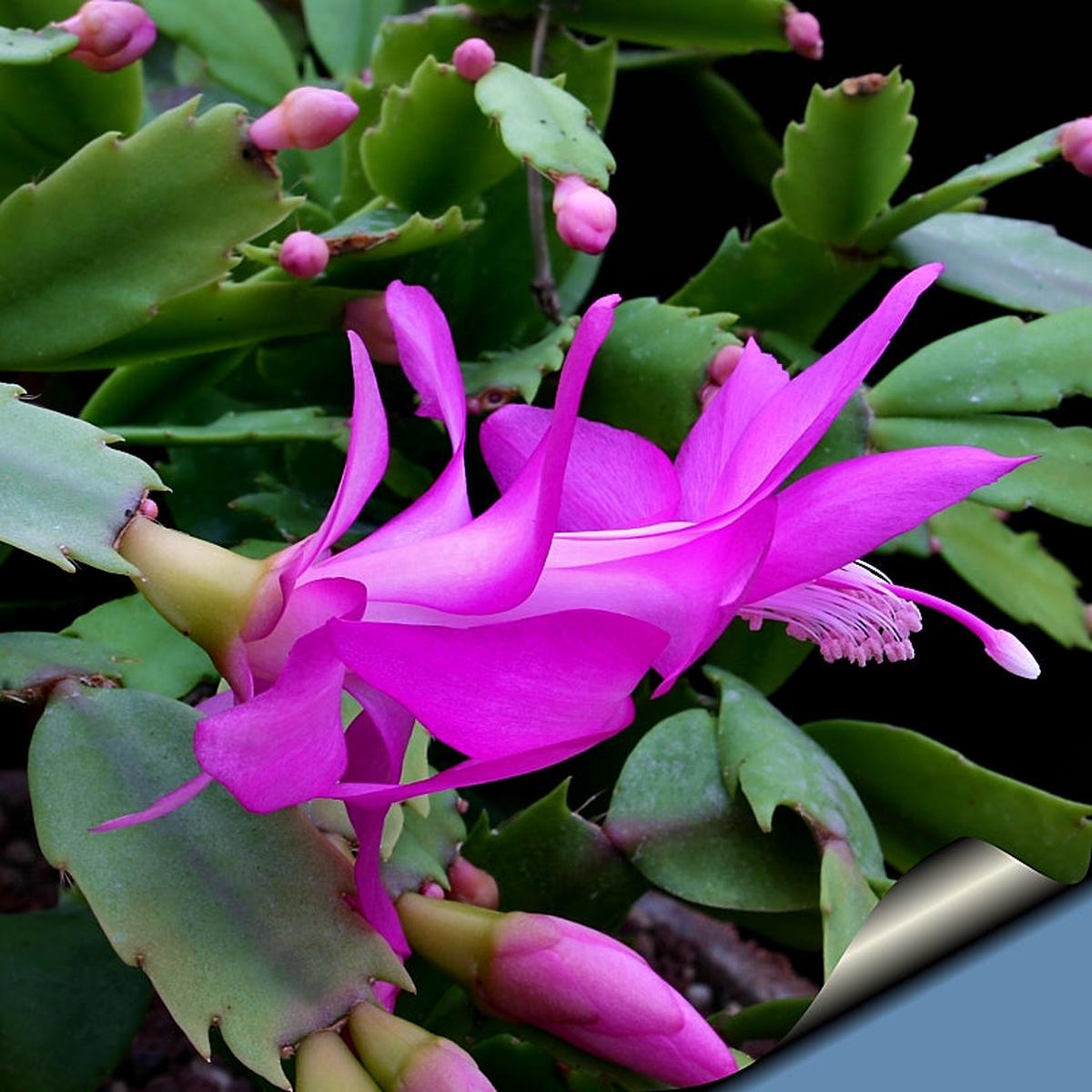 Zygocactus Truncatus Flower Seeds for Planting | Heirloom Non-GMO High Germination Organic Garden Seeds