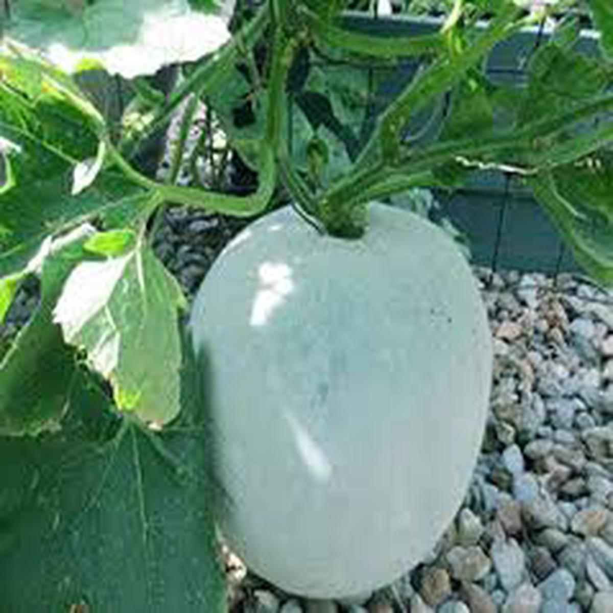 Ash Gourd Seeds for Planting  Heirloom, Non-GMO, Traditional Organic Garden Seeds with High Germination and Versatile Culinary Use