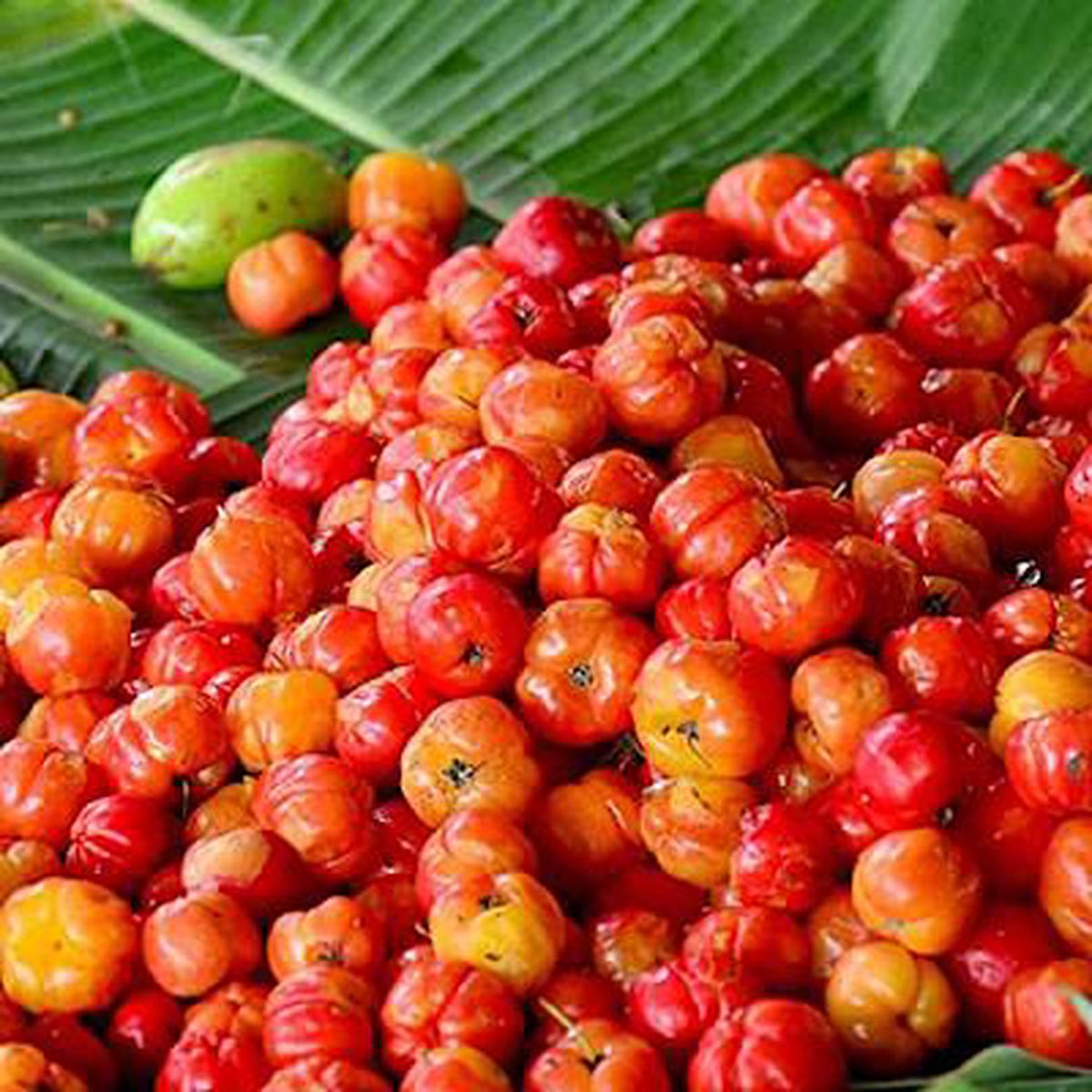 Barbados Cherry fruit seeds for planting - Heirloom & Non-GMO Garden seeds