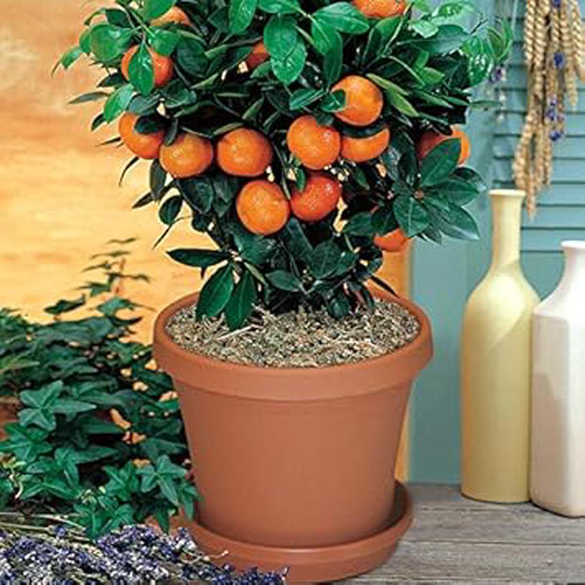Bonsai Orange Tree Seeds for Planting Heirloom, Non-GMO Citrus Seeds for Edible Compact Trees