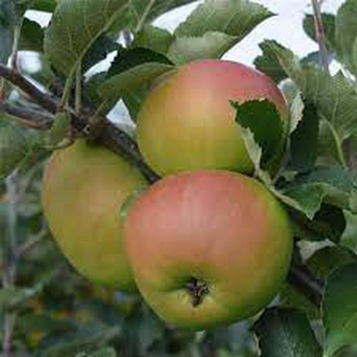 Braeburn Apple Seeds for Planting Heirloom Non-GMO Fruit Seeds