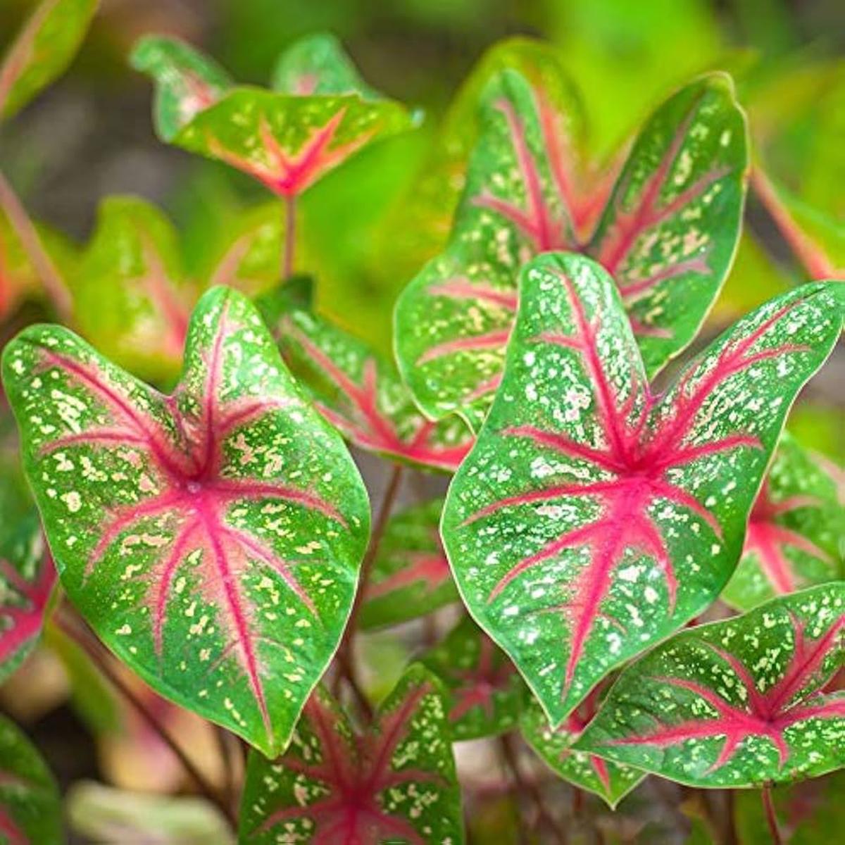 Caladium Leaf Flower Seeds for Planting Heirloom, Non-GMO, High Germination Cottage Garden Seeds