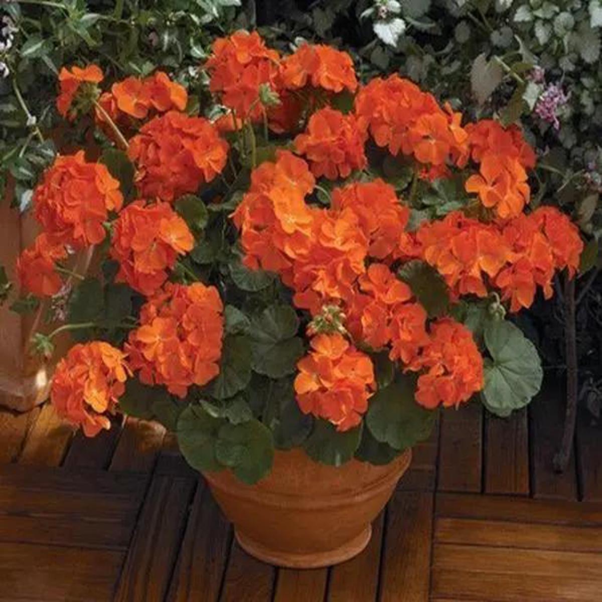 Dark Orange Geranium Flower Seeds for Planting Heirloom, Non-GMO, High Germination Organic Garden Seeds