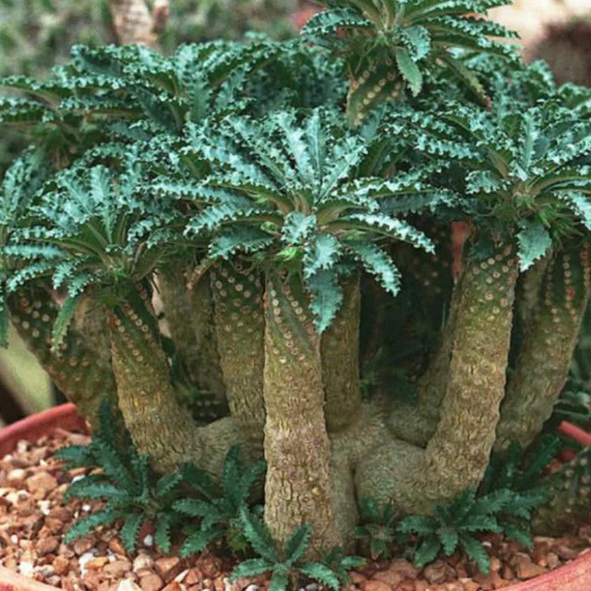 Green Dorstenia Foetida Herb Seeds for Planting Heirloom, Non-GMO, Organic Garden Seeds with High Germination