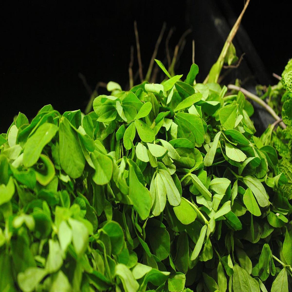 Green Methi (Fenugreek) Herb Seeds for Planting Heirloom & Non-GMO Seeds for Leafy Culinary Gardens